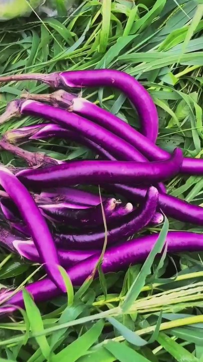 Healthy And Delicious Nature Vegetables 🥕🥦🥬🥬🥒🌶#Nature #Vegetables #short