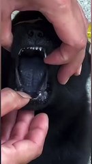 I mean where's the pink tongue? Maybe the heavens hid it and took it away🥲