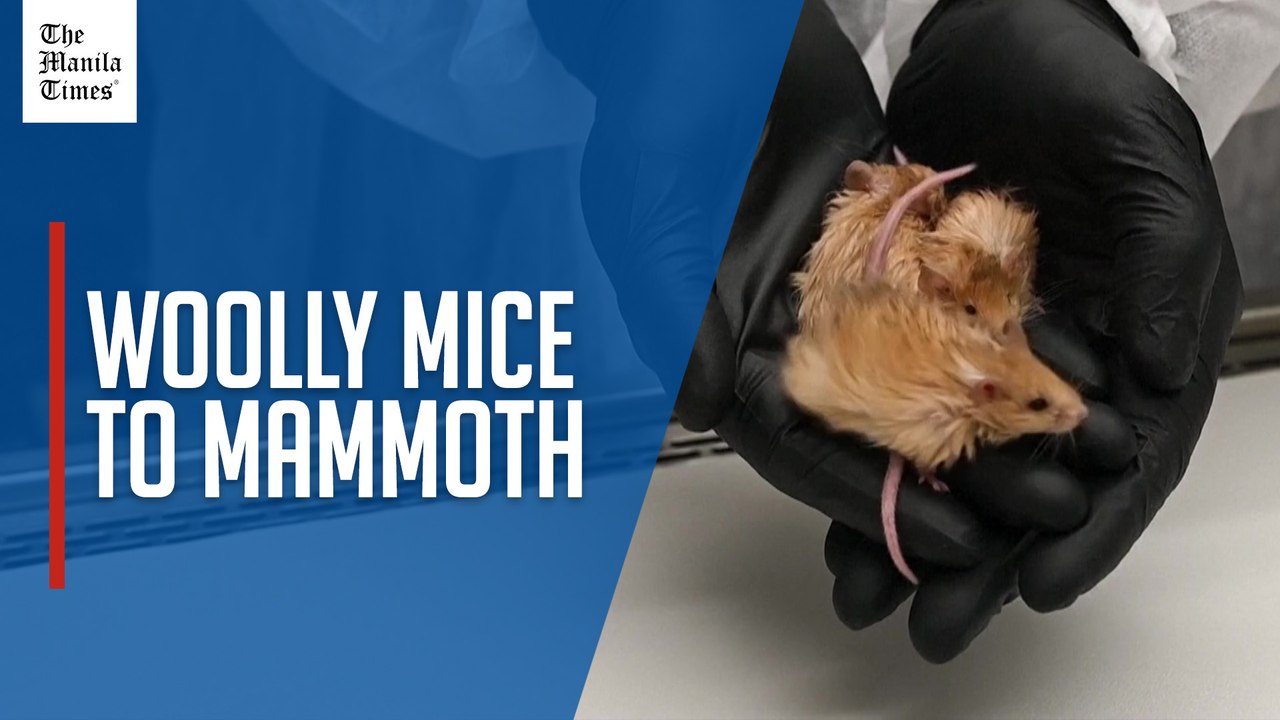 Scientists genetically engineer 'woolly mice', in quest to bring back woolly mammoth