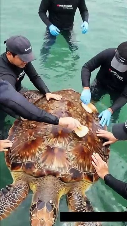 🐢✨ Amazing Rescue! Team Cleans Majestic Giant Turtle Covered in Barnacles! 💙🧼