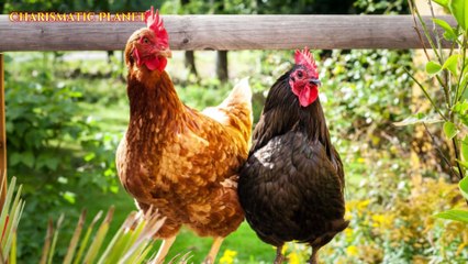 When Chicken Poop Was Used to Punish People – Shocking True Stories!