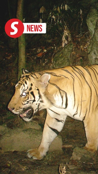 Areas for wildlife conservation increased but Kelantan yet to participate despite EFT allocation