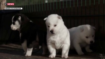 Chaque jour, 200 chiens sont volés en France