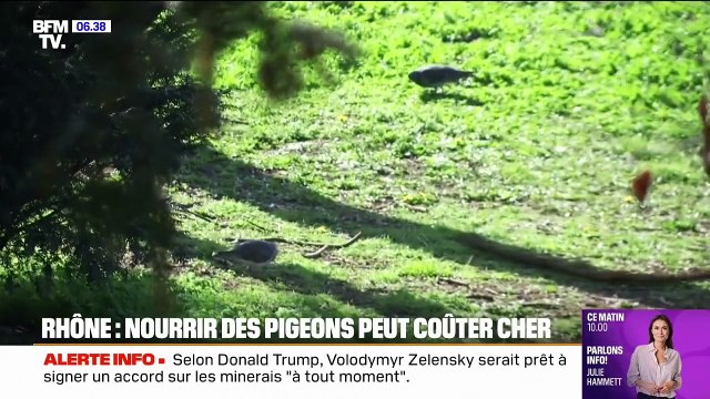 Rhône: la mairie de Tassin-la-Demi-Lune instaure une amende de 68 euros pour dissuader les passants de nourrir les pigeons
