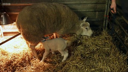 This Farming Life 2025 Episode 9 – Inside the Heart of Modern Farming 🚜