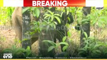 'ഓട് ആനെ കാട് വഴി...' കരിക്കോട്ടക്കരിയിലെ ആനയെ കാടുകയറ്റാൻ തീവ്രശ്രമം തുടർന്ന് വനം വകുപ്പ്‌
