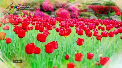 CUỘC SỐNG RỰC RỠ - TẬP 18 - VTV3 THUYẾT MINH - PHIM HÀN QUỐC - CUOC SONG RUC RO