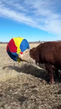 Una vaca, una pelota y mucha alegría, el video más tierno del día
