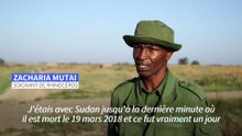 Les rhinocéros pratiquement éteints : pourra-t-on ressuciter l'espèce ?