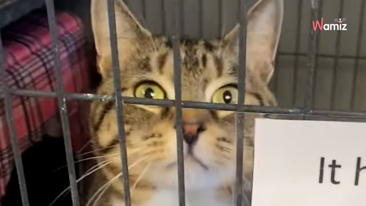Dieses Schild am Käfig einer Katze macht sie weltweit bekannt (Video)