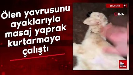 Eskişehir'de koyun ölen yavrusunu ayaklarıyla masaj yaparak kurtarmaya çalıştı