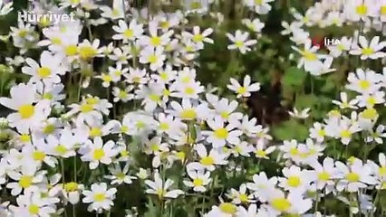 Baharın müjdecisi son cemre toprağa düştü... 'Kültürlerde çok değişik şekilde kutlanıyor'