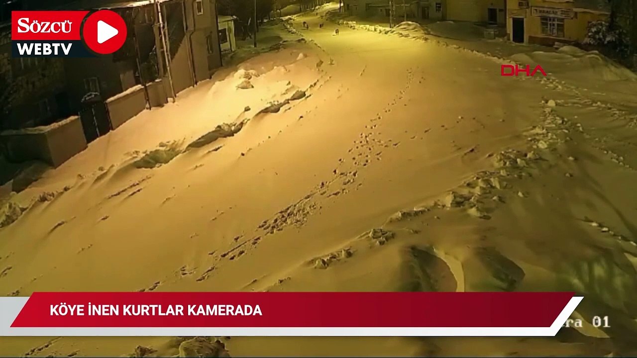 Köye inen kurtlar kamerada