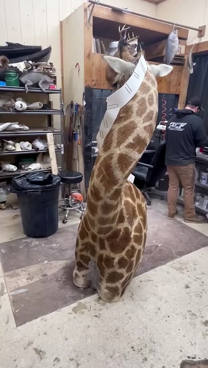 "É real?" Condutores chocados ao verem girafa dentro de carrinha"É real?" Condutores chocados ao verem girafa dentro de carrinha