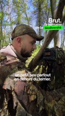 Sur les traces d'une renarde et de ses bébés