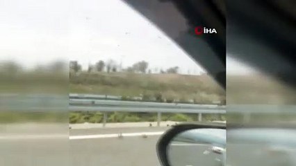 Bursa-İzmir otobanında şaşkına çeviren istila