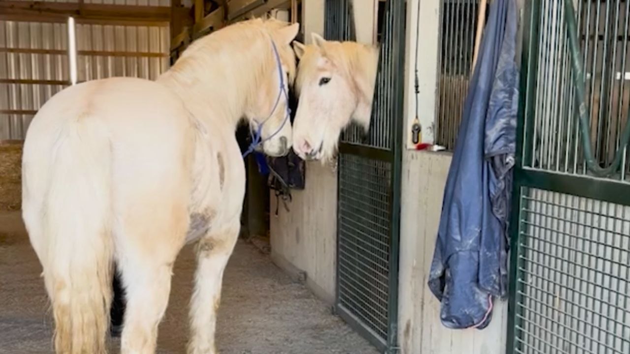 Horse's Surprise Reunion With Stablemate Who Went To Hospital | Wild-ish TV