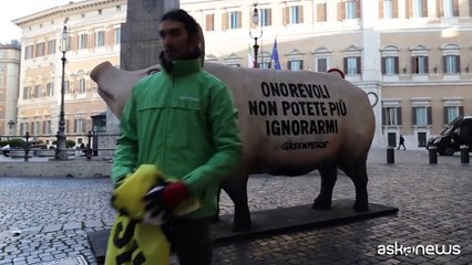 Un maiale a Montecitorio per dire basta agli allevamenti intensivi
