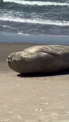 Leão-marinho é flagrado descansando em Laguna, no Litoral Sul de SC