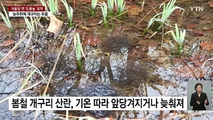 [날씨] '경칩'에 도롱뇽은 산책 중...개구리는 아직 이불 속 / YTN