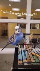 Parakeet Talks in Hushed Voice Like Humans