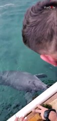 Dolphin refuses to give up while trying to retrieve tourist’s glasses