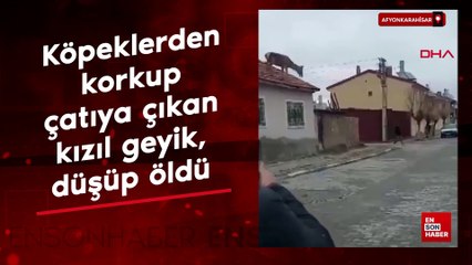 Afyonkarahisar'da köpeklerden korkup çatıya çıkan kızıl geyik, düşüp öldü