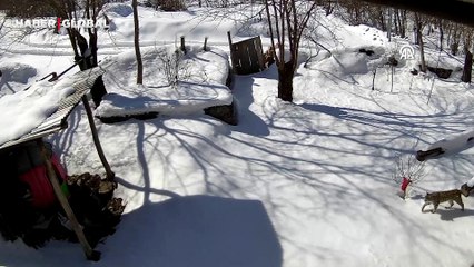 Artvin'de ortaya çıkan 'ormanın hayaleti' aradığını bulamadı