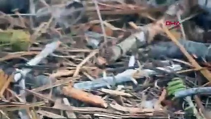 Efsanevi kartal çiftinin yavruları yumurtadan çıktı!