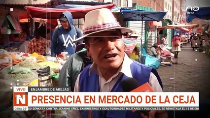 abejas