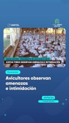 Avicultores observan amenazas e intimidación