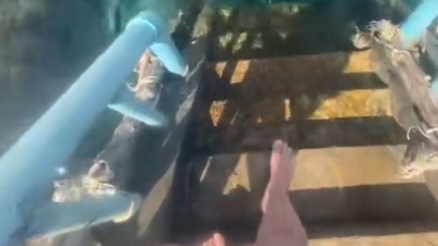 Stunning snorkeling footage from Koh Tao captures Thailand’s spectacular underwater world