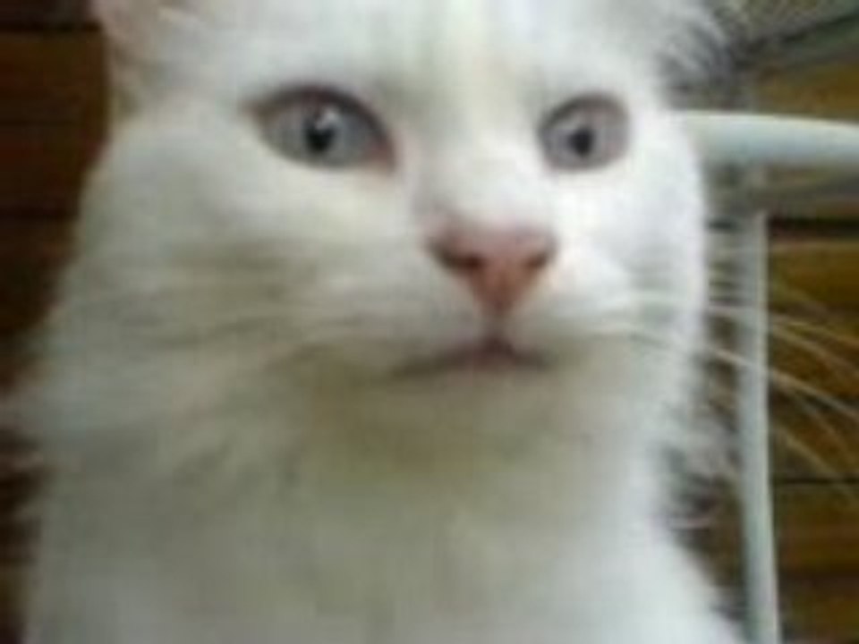 Chat angorra turc