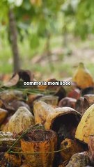 🚨 Le cours du cacao a augmenté de 519% en 2 ans
