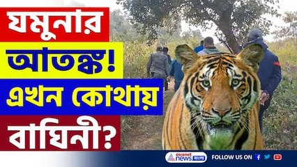 শীতের রাতে যমুনার আতঙ্ক! একের পর এক জঙ্গল দাপিয়ে বেড়াচ্ছে বাঘিনী