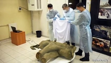 Ritrovato in Russia un cucciolo di mammut di 50.000 anni fa