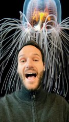 Meduse IMMORTELLE: Eau de Parfum