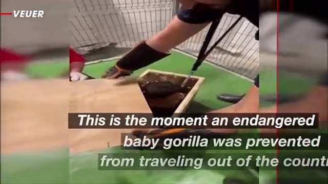 Endangered Baby Gorilla Intercepted by Customs Agents in Turkey