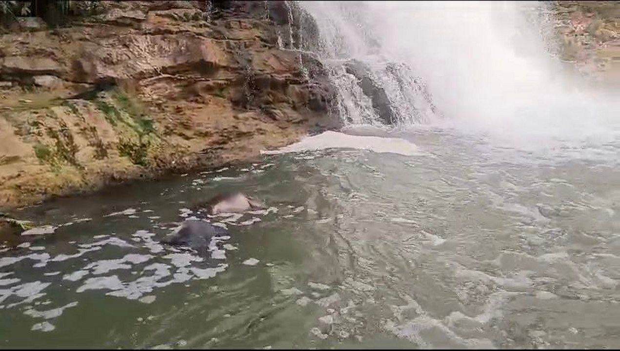 गौ शाला के बगल से प्रवाहित नदी में उफना रहे थे गौ वंश के शव, वीडियो वायरल हुआ तो जिम्मेदारों ने लिया संज्ञान