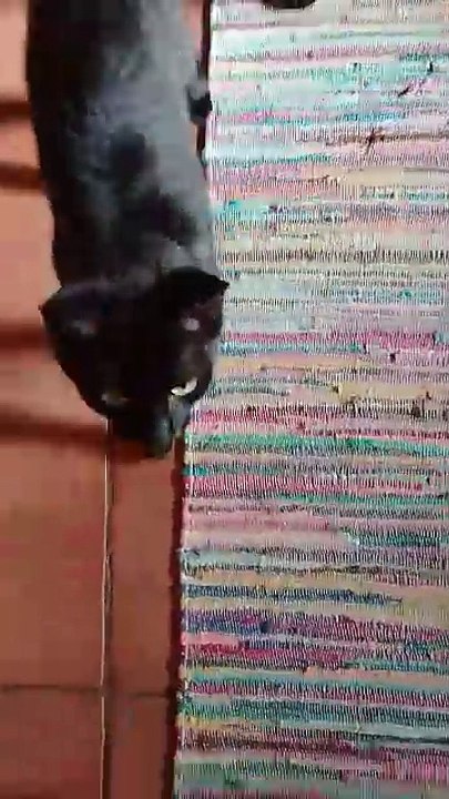 Meine zwei Schwarzen Katzen