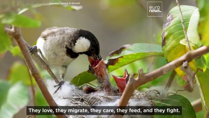 Watch: The wildlife photographer capturing Qatar's hidden animal kingdom