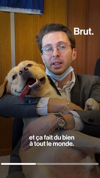 À la mairie de Grenoble, on peut venir travailler avec son chien