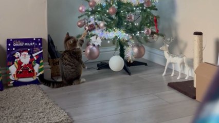 Curious kitten barely avoids being trapped under a falling Christmas tree