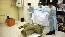 Extremely rare baby mammoth found in Siberia