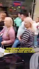 Otro perro rescatado en Rosario: sus dueños lo dejaron encerrado en el auto