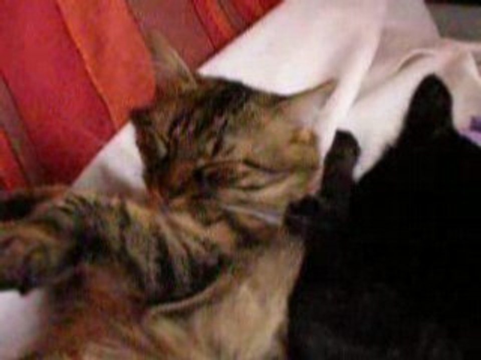 un amour de chattons