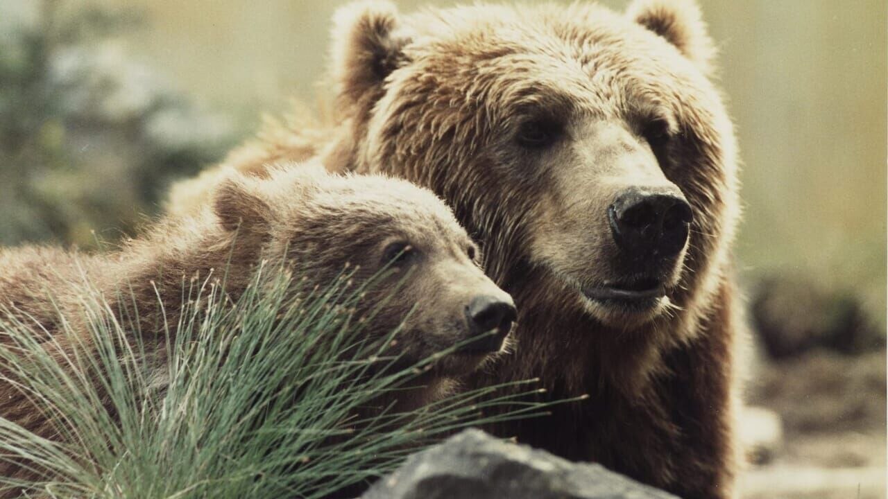 L'ours