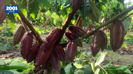 El futuro del cacao en Venezuela: Acuerdos y precios fijados
