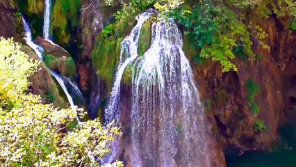 "Harmony in the Wilderness: A Symphony of Waterfalls and Birds"