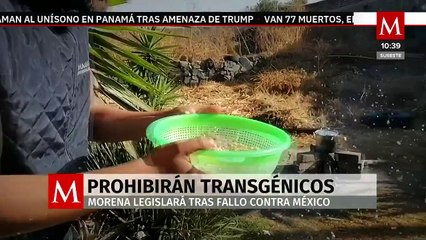 Senado impulsa la protección de maíces nativos; prohíben transgénicos